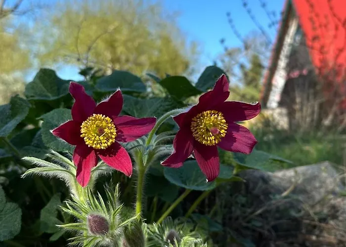 Finnhuetten Waldesruh Holiday home *